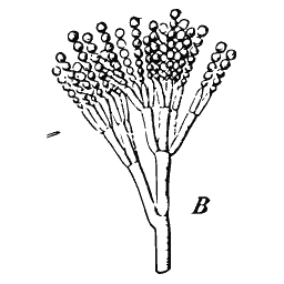 Flower head in section