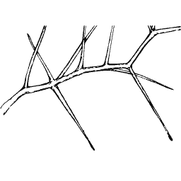 Thorned branch 02
