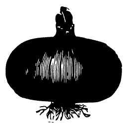 Globe onion 01