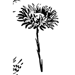 Single aster