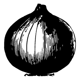 Globe onion 02