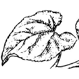 Two large veined leaves
