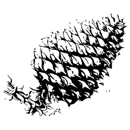 Spined radiolarian shell