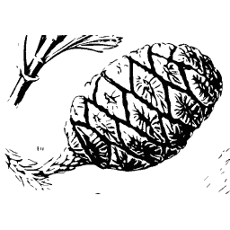 Spined seed capsule
