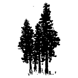 Cedar stand
