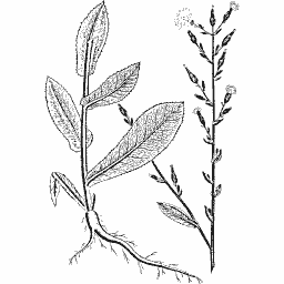Lance-leaved herb with root 01