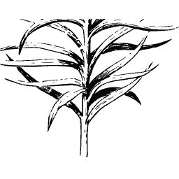Lance leaved stem