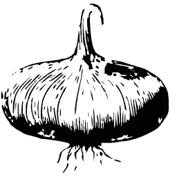 Flat onion bulb