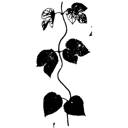 Heart leaved stem