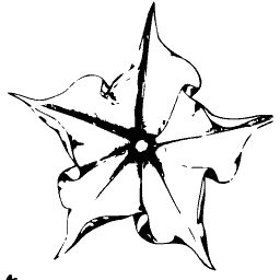 Star flower outline