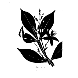 Branch with star flower