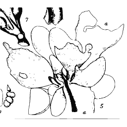 Broad bladed alga study