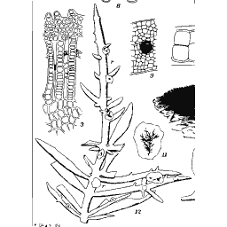 Spiny branch with cell details