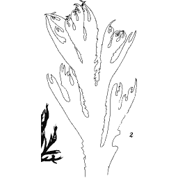 Narrow lobed outline frond