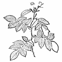 Rose branch with a hip 01