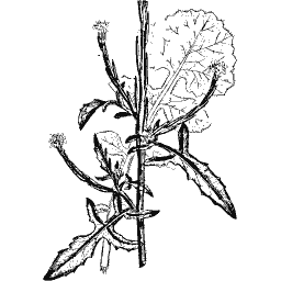 Rocket stem 01