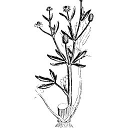 Whorl-leaved stem 01