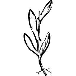 Lance-leaved stem 01