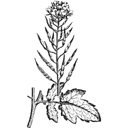 Rape stem 01