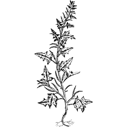 Spiny-leaved stem 01