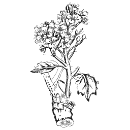 Horseradish 01