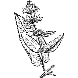 Sage 01