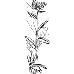 Narrow-leaved herb with root 01