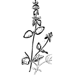 Small-leaved spray 01