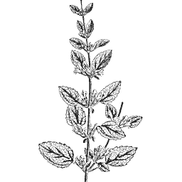 Paired narrow-leaved stem 01