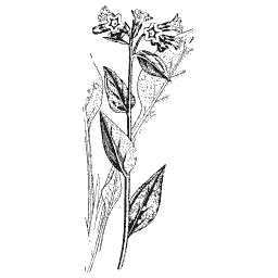 Gromwell 01