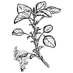 Oval-leaved herb 01