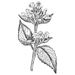 Yellow hooded flowers 01