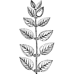 Stem of paired oval leaves 01