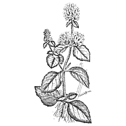 Marjoram 01