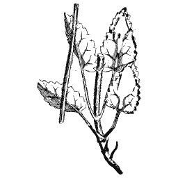 Toothed-leaved stem