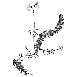 Bladderwort 01