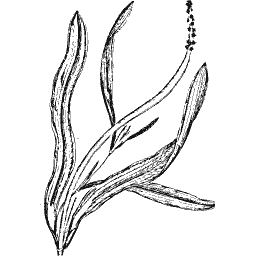 Strap-leaved plant with spike 01