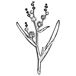 Bur-reed 01
