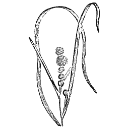 Bur-reed 02