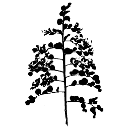 Spray of small round leaves