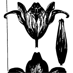 Flower in section 02 - Étude de la Plante - 1903