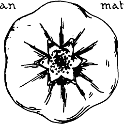 Poppy from above - Étude de la Plante - 1903