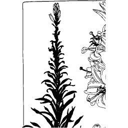 Flower spike plate - Étude de la Plante - 1903