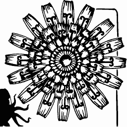 Stylised flower rosette 02 - Étude de la Plante - 1903