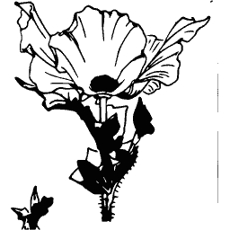 Poppy spray - Étude de la Plante - 1903