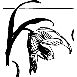 Drooping bud study - Étude de la Plante - 1903