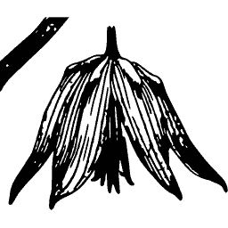 Drooping bell flower - Étude de la Plante - 1903