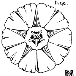 Bindweed from above - Étude de la Plante - 1903