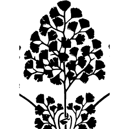 Stylised maidenhair fern silhouette - Étude de la Plante - 1903