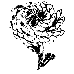 Chrysanthemum